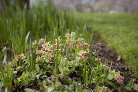 Attēlu rezultāti vaicājumam “Pulmonaria angustifolia fruit”