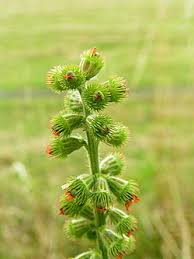 Attēlu rezultāti vaicājumam “Agrimonia eupatoria fruit”