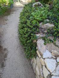 Attēlu rezultāti vaicājumam “Arctostaphylos uva-ursi”