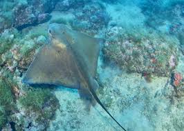 Image result for Myliobatis aquila