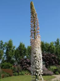 Image result for Steppenkerze