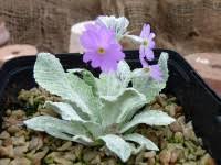 Attēlu rezultāti vaicājumam “Primula farinosa flower”