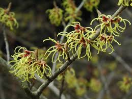 Attēlu rezultāti vaicājumam “Hamamelis japonica”