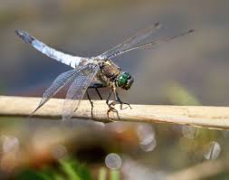 Attēlu rezultāti vaicājumam “Orthetrum cancellatum”