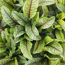 Image result for Sauerampfer