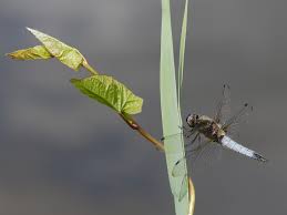 Attēlu rezultāti vaicājumam “Libellula fulva male”