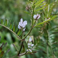 Attēlu rezultāti vaicājumam “Vicia hirsuta flower”