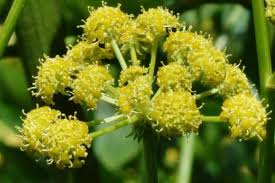 Image result for Liebstöckel