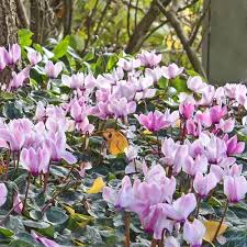 Attēlu rezultāti vaicājumam “Cyclamen hederifolium”