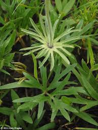 Attēlu rezultāti vaicājumam “Pulsatilla patens fruit”