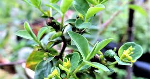 Attēlu rezultāti vaicājumam “Euphorbia palustris fruit”