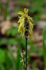 Attēlu rezultāti vaicājumam “Carex pilosa leaf”