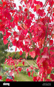 Attēlu rezultāti vaicājumam “Acer tataricum subsp. ginnala bud”