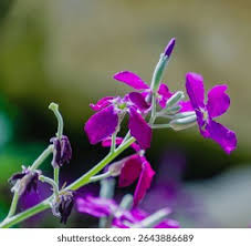 Image result for Levkoje