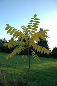 Attēlu rezultāti vaicājumam “Juglans mandshurica”