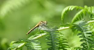 Attēlu rezultāti vaicājumam “Sympetrum sanguineum female”