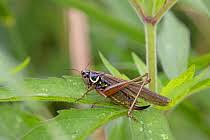 Attēlu rezultāti vaicājumam “Metrioptera roeselii”