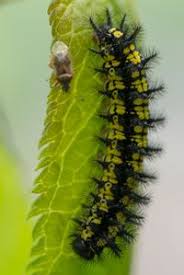 Attēlu rezultāti vaicājumam “Euphydryas maturna larva”