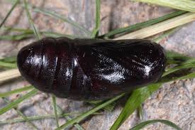 Attēlu rezultāti vaicājumam “Spiris striata”