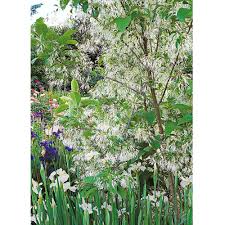 Attēlu rezultāti vaicājumam “Chionanthus virginicus flower”