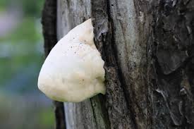 Attēlu rezultāti vaicājumam “Aurantiporus fissilis”