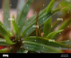 Attēlu rezultāti vaicājumam “Pogonatum urnigerum macro”