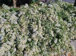 Attēlu rezultāti vaicājumam “Symphyotrichum x salignum flower”