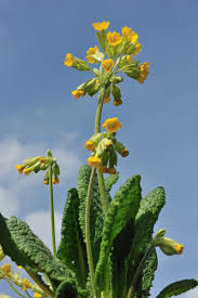 Image result for Schlüsselblumen