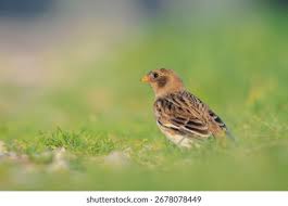 Attēlu rezultāti vaicājumam “Plectrophenax nivalis”