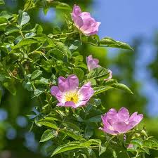 Image result for Rosengewächse