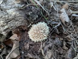Attēlu rezultāti vaicājumam “Lycoperdon echinatum”