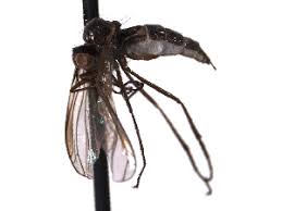 Attēlu rezultāti vaicājumam “Empis sp.”