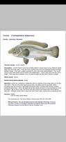 Image result for Tautogolabrus adspersus