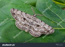 Attēlu rezultāti vaicājumam “Hypomecis roboraria”