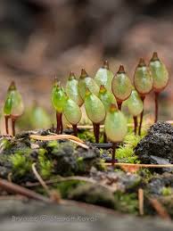 Attēlu rezultāti vaicājumam “Buxbaumia aphylla sporophyte”