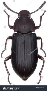 Attēlu rezultāti vaicājumam “Tenebrionidae”