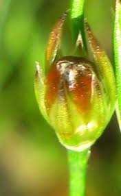 Attēlu rezultāti vaicājumam “Juncus bufonius bud”