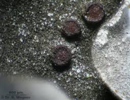 Attēlu rezultāti vaicājumam “Leptogium saturninum”