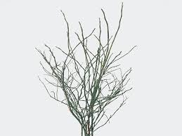 Attēlu rezultāti vaicājumam “Vaccinium myrtillus”