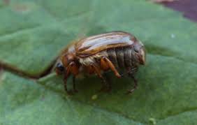 Attēlu rezultāti vaicājumam “Amphimallon solstitiale imago”