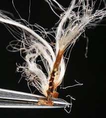 Attēlu rezultāti vaicājumam “Eriophorum gracile leaf”