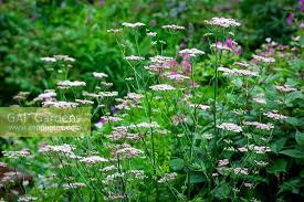 Image result for Pimpinella major