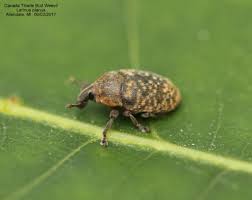 Attēlu rezultāti vaicājumam “Larinus sp.”