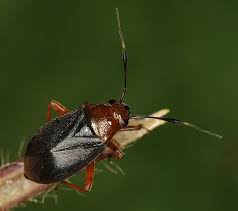 Attēlu rezultāti vaicājumam “Capsus ater”