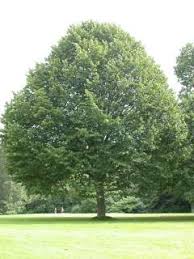 Attēlu rezultāti vaicājumam “Tilia”