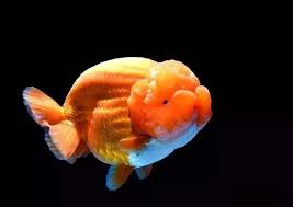 Image result for 金魚