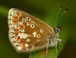 Attēlu rezultāti vaicājumam “Aricia artaxerxes”