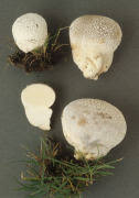 Attēlu rezultāti vaicājumam “Calvatia utriformis”
