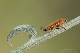 Attēlu rezultāti vaicājumam “Dasytidae”