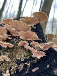 Attēlu rezultāti vaicājumam “Trametes ochracea”